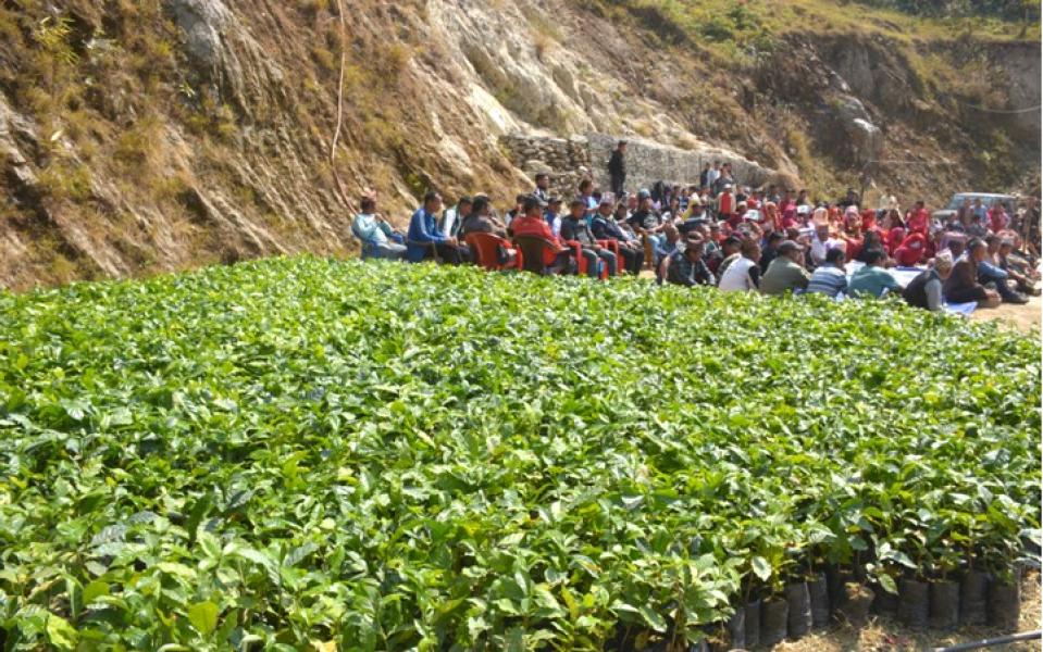 मकै छोडेर कफीखेतीमा महाभारतका किसान