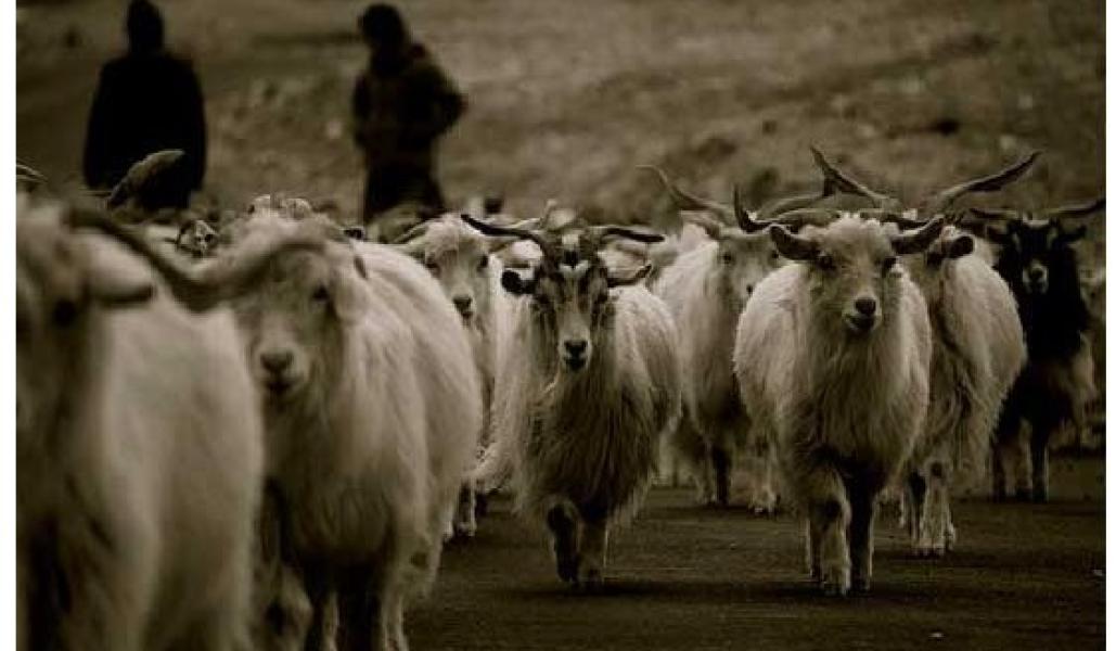 मुस्ताङमा च्याङ्ग्रा जोनः ७८ फार्म सूचीकृत