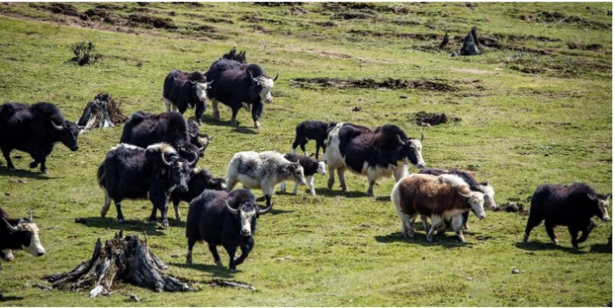 नयाँ वर्षको अवसरमा चारतारेमा चौँरी महोत्सव हुँदै
