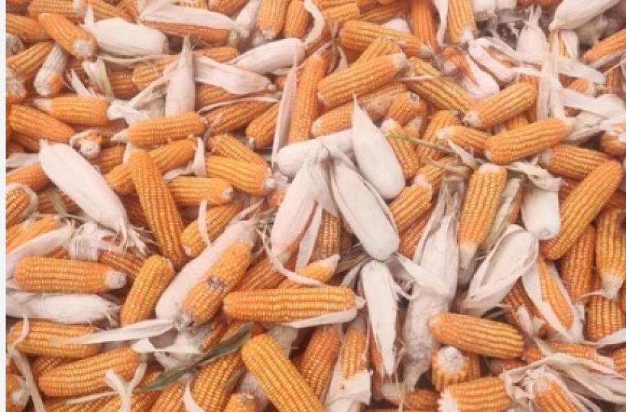 कर्णालीमा दुई लाख ५८ हजार मेट्रिक टन मकै उत्पादन