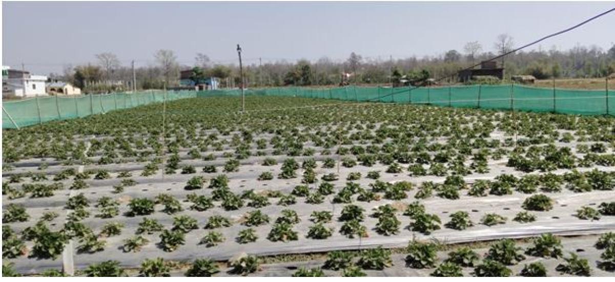 बाँकेमा स्ट्रबेरीखेती सुरु