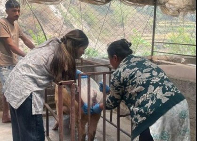 म्याग्दीमा बङ्गुरको नश्ल सुधारका लागि कृत्रिम गर्भाधान सुरु