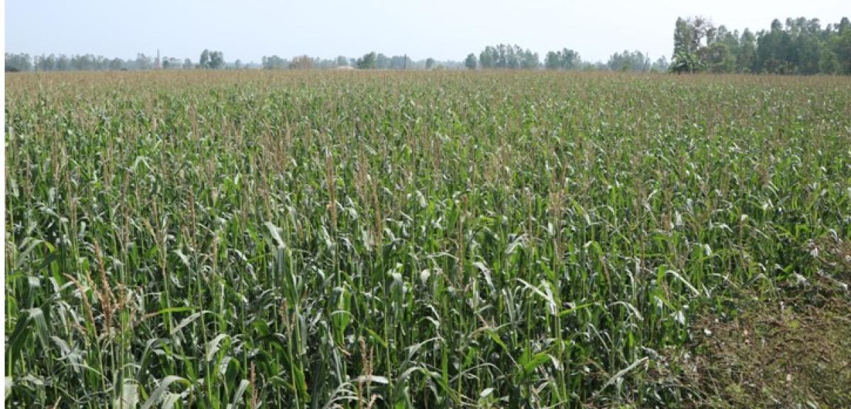 विद्युतीकरणपछि चन्द्रनगरका किसान मकैखेतीतर्फ आकर्षित