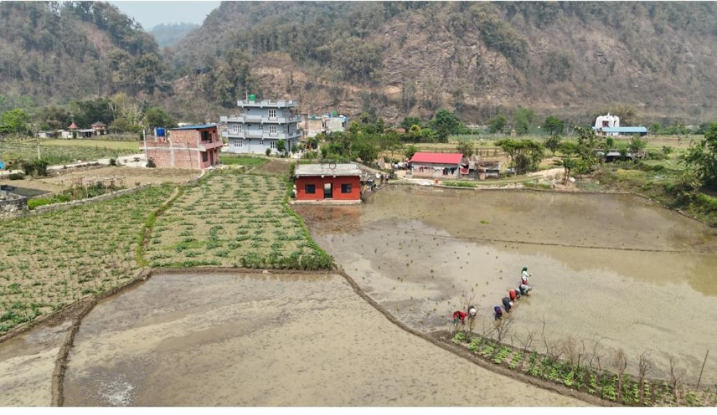 चैते धानखेतीमा किसानलाई आकर्षित गर्न अनुदान