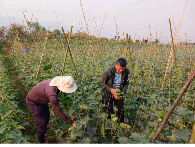 तरकारीखेतीबाट वार्षिक २० लाख आम्दानी गर्दै थापा दाजुभाइ