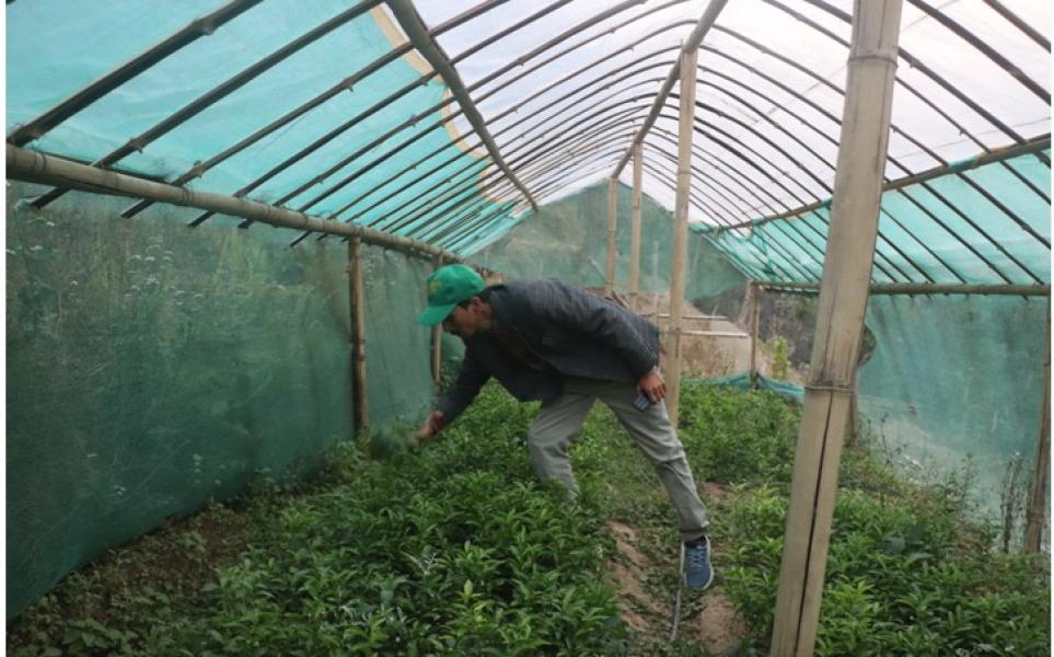 भोजपुरको वैकुन्ठेमा सुन्तला, कागती फलफूल सिकाइ केन्द्र स्थापना