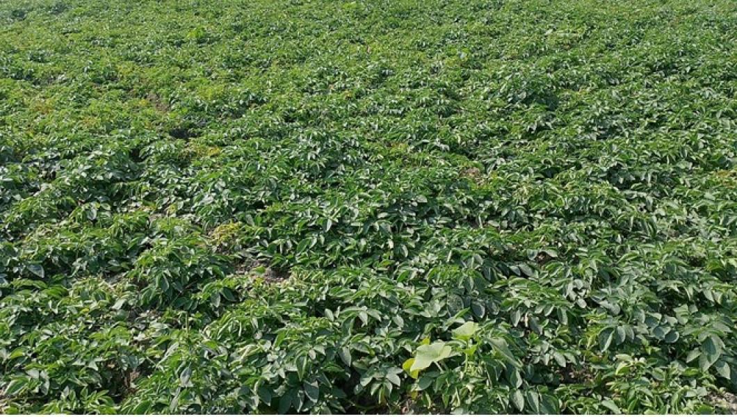 आलुखेतीबाट तीन महिनामा आठ लाख आम्दानी