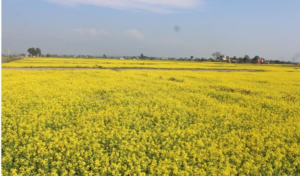 तीन हजार ३४ मेट्रिक टन तोरी उत्पादन