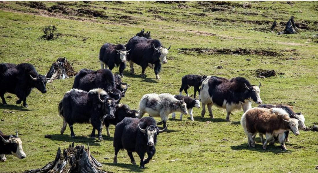 हिमाली याकचौँरीपालन सङ्कटमा
