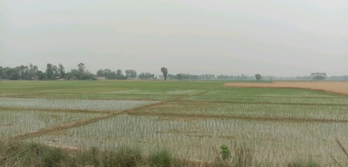 बर्सेनि चैते धानखेतीप्रति किसानको आकर्षण बढ्दै