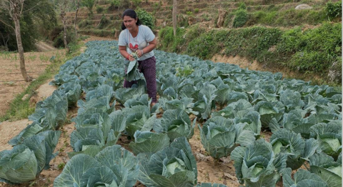 तरकारी खेतीबाट आत्मनिर्भर मीना