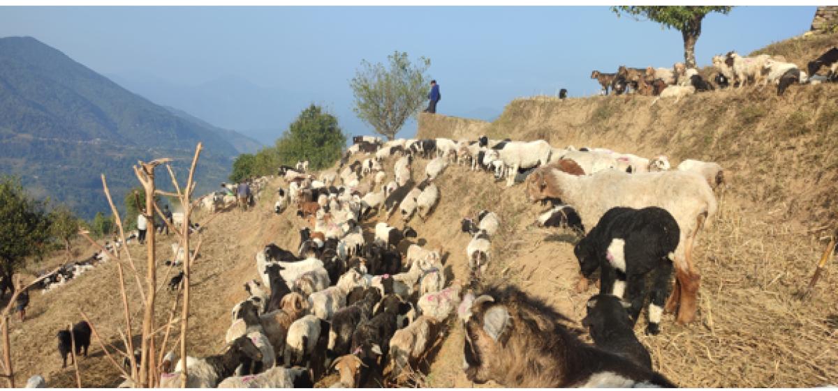 लेकतर्फ लाग्दै भेडाका बथान