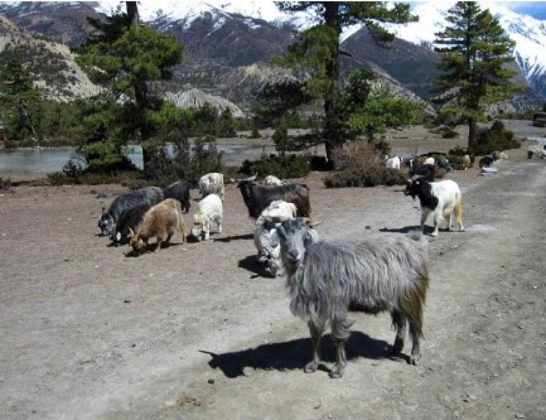 च्याङ्ग्राको नश्ल सुधारम तथा अनुसन्धानस्थल बन्दै मुस्ताङको च्याङ्ग्रा फार्म