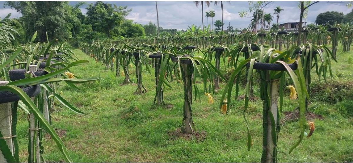 ड्रागनफ्रुट’ खेतीप्रति इलामका किसान आकर्षित
