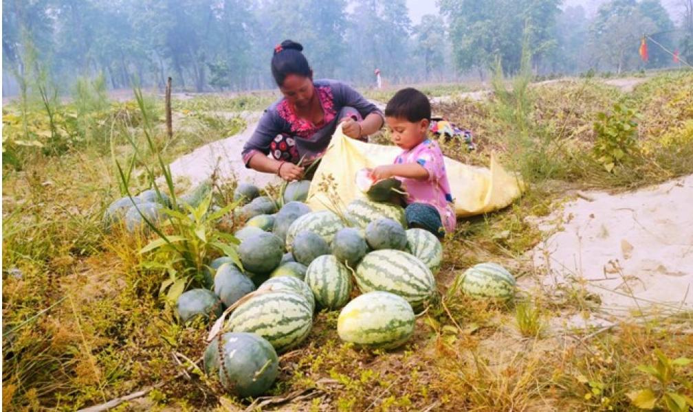 तरबूजा खेती गरेरै जीविका चलाउँँदै दुई सय परिवार