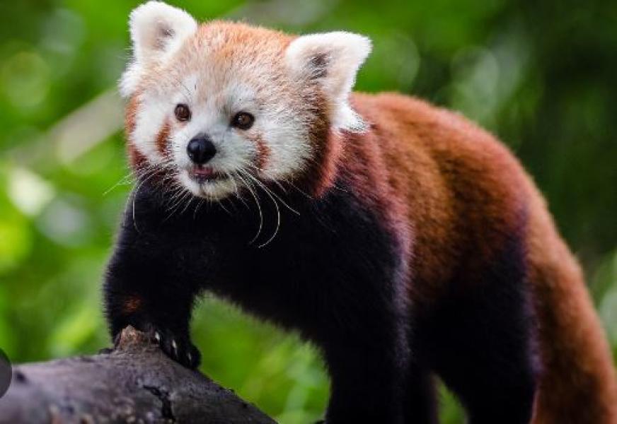 रेडपाण्डा संरक्षणमा दुई करोड बजेट खर्च गरिँदै