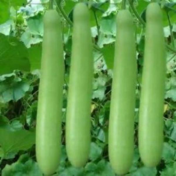 लौकाखेतीबाट चार लाख आम्दानी