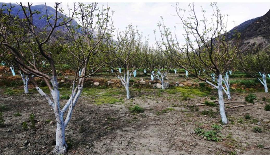 फुल्न लागेका स्याउका बोटमा वर्षाले असर