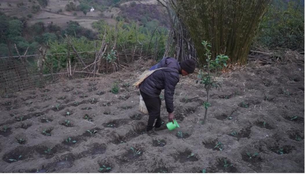 गुर्जामा सामूहिक तरकारीखेती