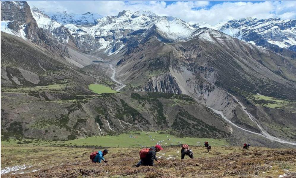 छेकम्पारका बासिन्दा यार्सागुम्बा सङ्कलन गर्न छेके र बाजु लेकतिर