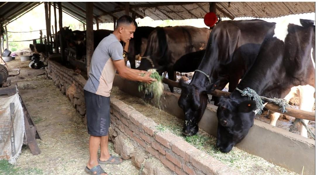 गाईपालन व्यवसायबाट मासिक एकलाख आम्दानी