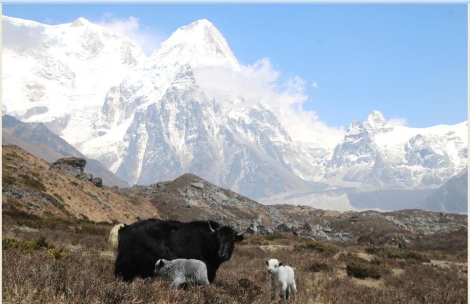 कञ्चनजङ्घा हिमश्रृङ्खला