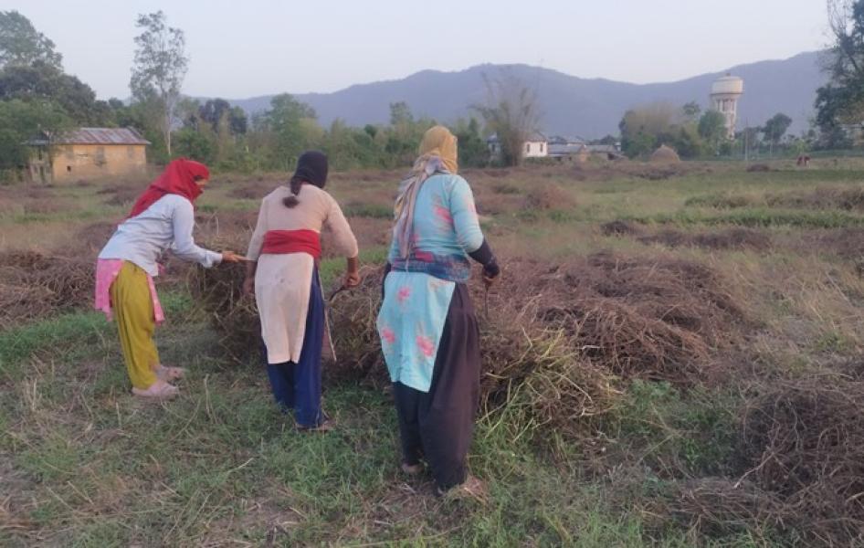 बर्सिम घाँसको बीउबाट दुई लाख आम्दानी