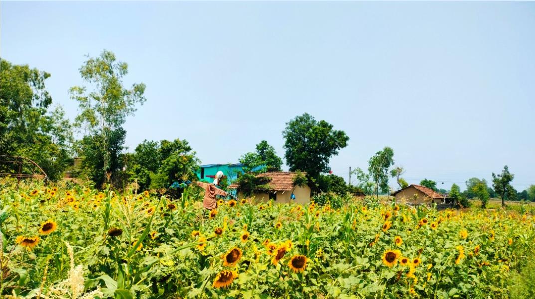 सूर्यमुखीखेती