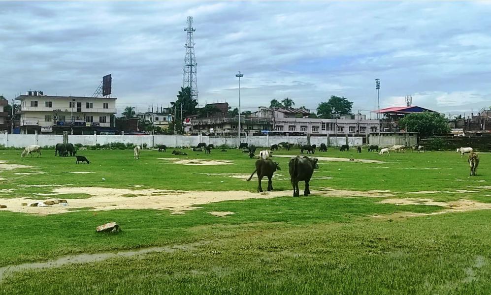 राजरङ्गशालामा चर्दै  चौपाया