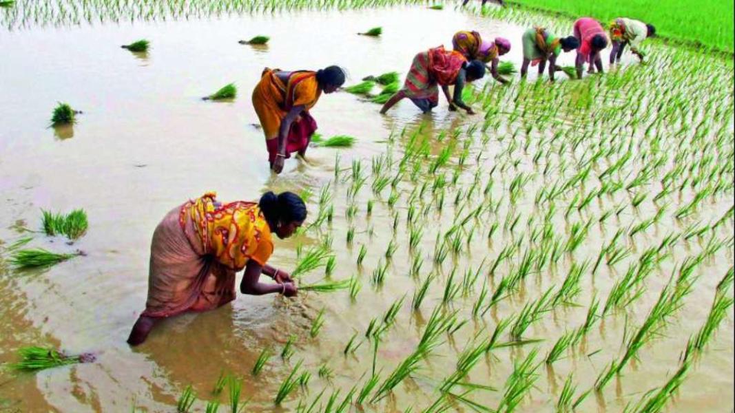 ९ प्रतिशत ब्याजदरमा कर्जा पाइरहेका साना किसानले अब ७ प्रतिशतमा पाउने
