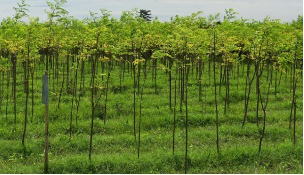 मेचीनगरमा सजिवनको व्यावसायिक खेती