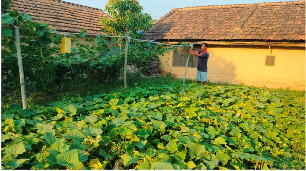 थोरै जग्गामा धेरै तरकारी उत्पादन गर्ने पिपलाडीका मुस्कान