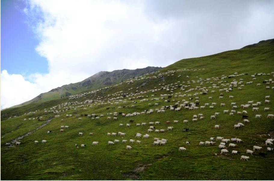 बुकी पाटनमा चर्दै भेंडा