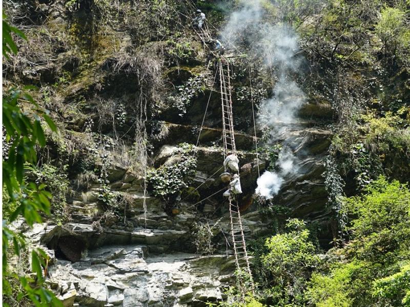 सुरु भयो स्वाँतका भिरमा यसयामको ‘हनिहन्टिङ’