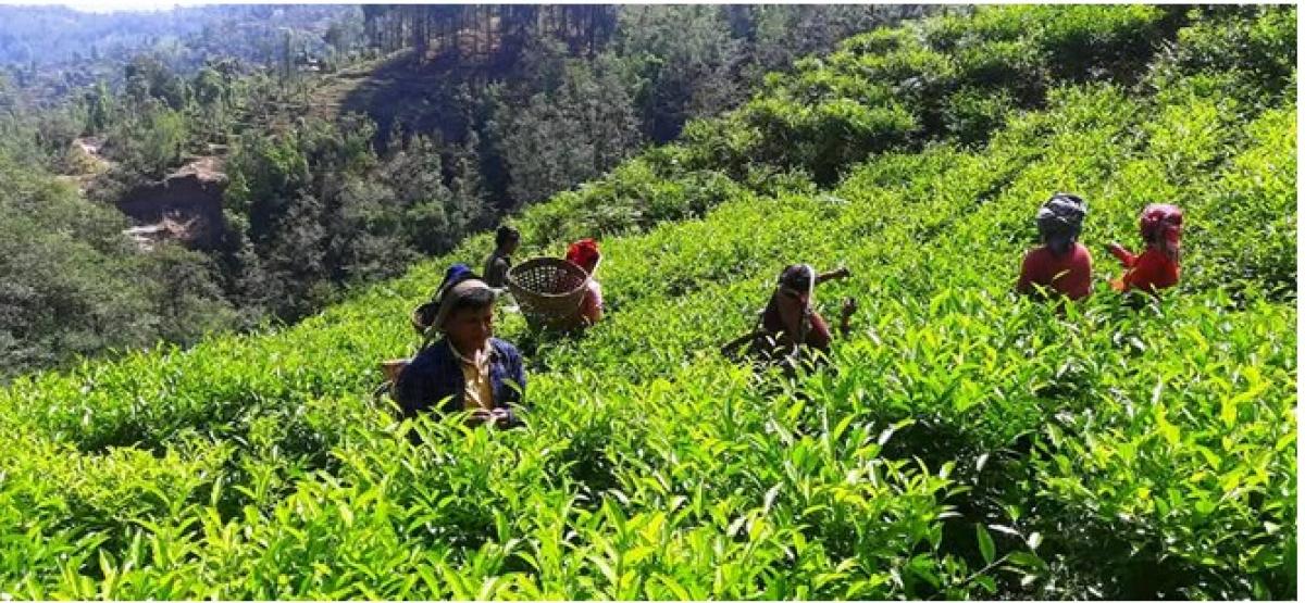 रेशमा चियाको व्यावसायिक उत्पादन सुरु