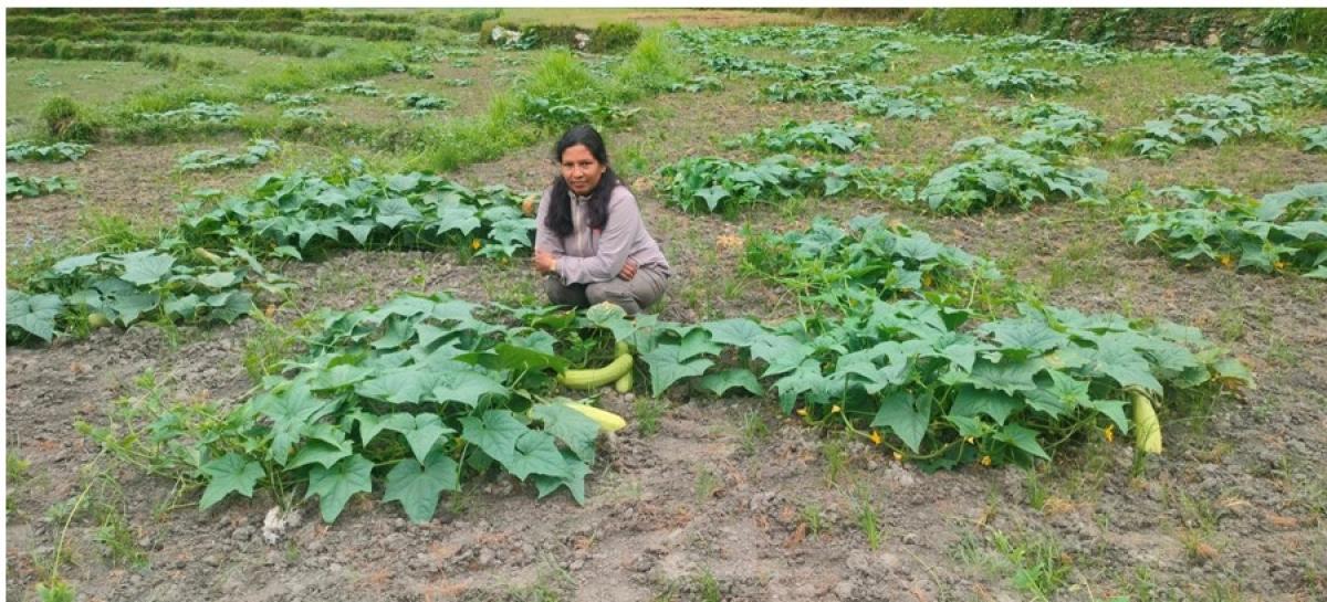 उपमेयर क्षेत्रीको लोभलाग्दो काँक्राखेती