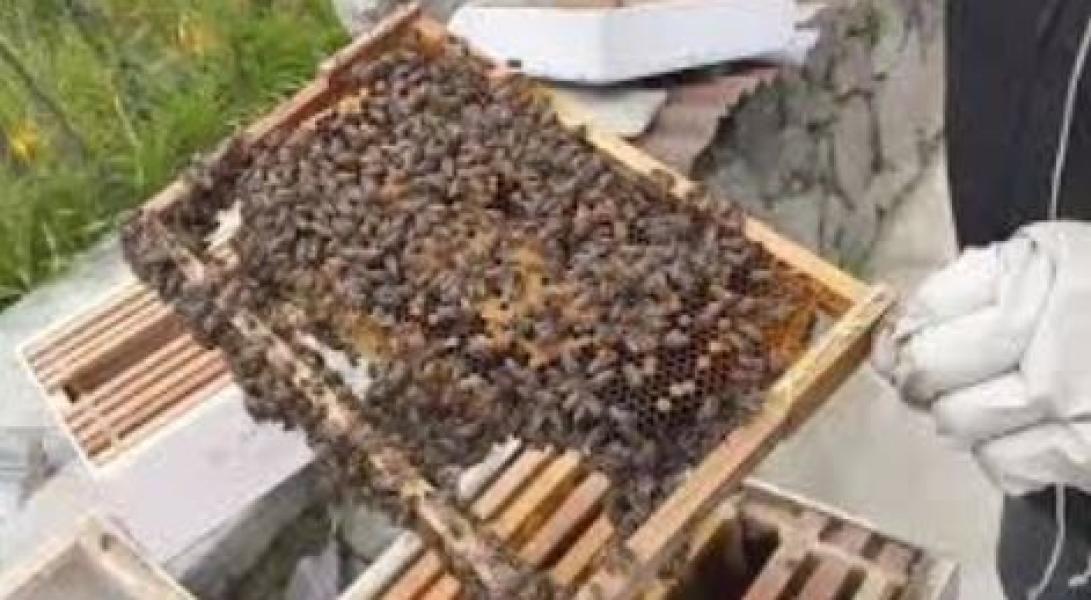 चितवनका कृषक मौरिपालनतर्फ उत्साहित