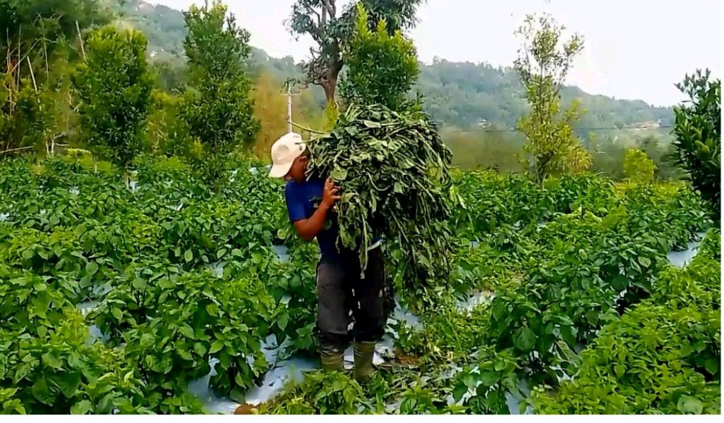 हुरीले अकबरे खुर्सानीमा क्षति पुर्‍याएपछि किसान चिन्तित