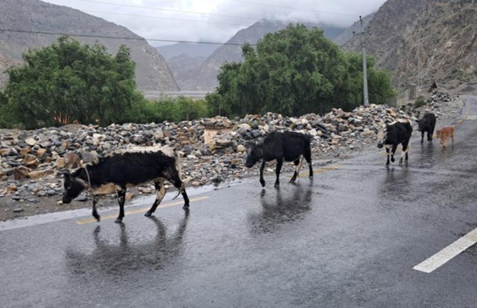 ‘हिमाली जिल्लाका लुलु गार्ई संरक्षणतर्फ ध्यान पुगेको छैन’