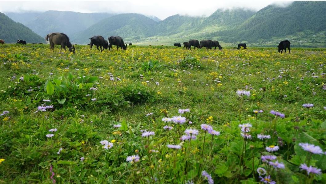 ढोरपाटनमा पाइने बुकीफूलको अभिलेखीकरण गरिँदै