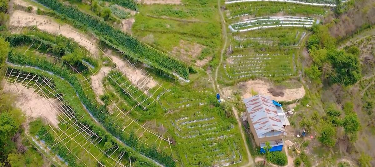 काँक्रा बिक्री गरेर ३० लाख आम्दानी !