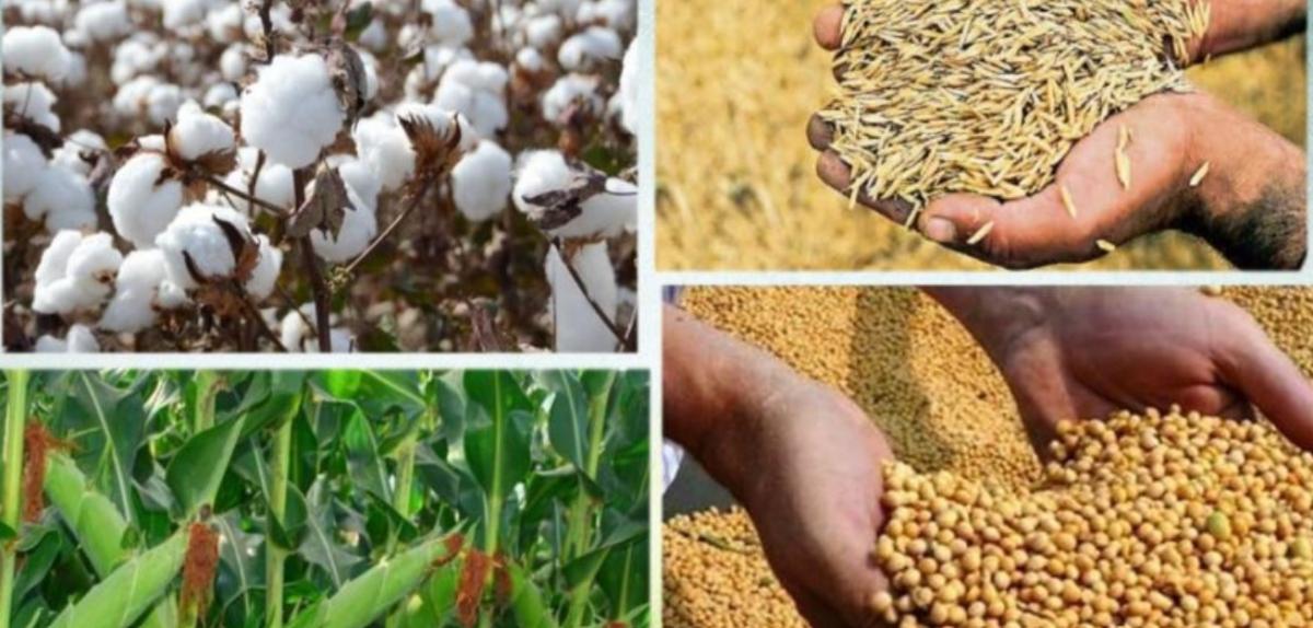 कृषि उत्पादनलाई वजारीकरण गर्दै शुक्लाफाँँटा नगरपालिका