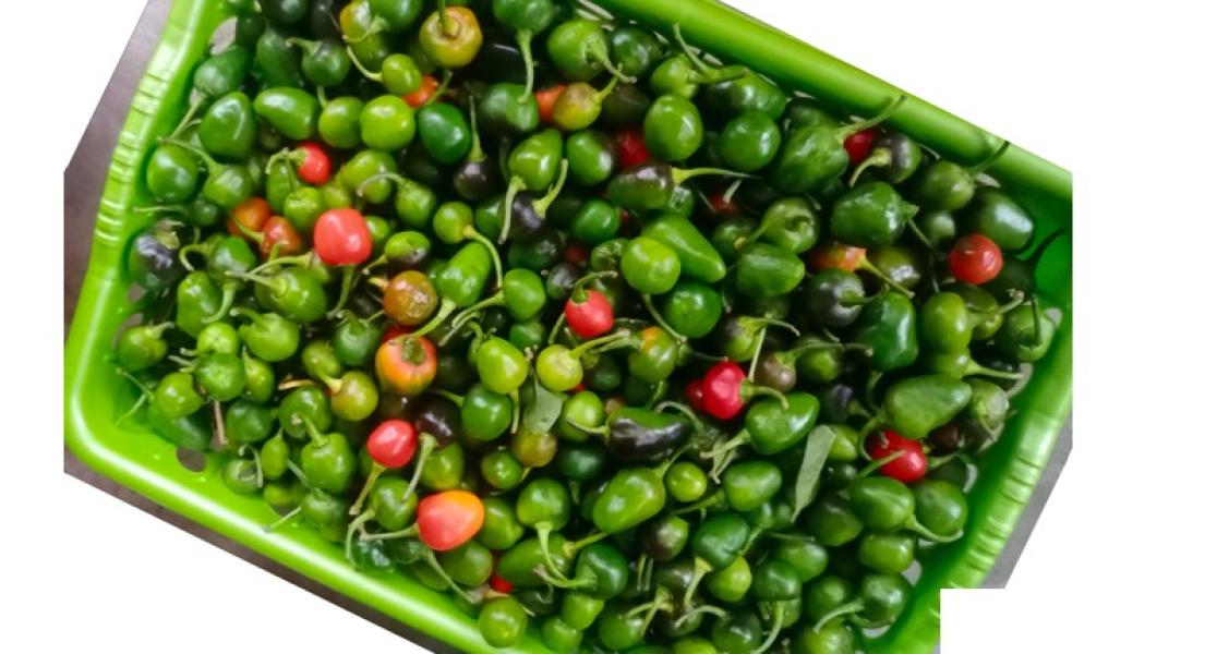 अकबरे खुर्सानीको मूल्य प्रतिकिलो एक हजार !