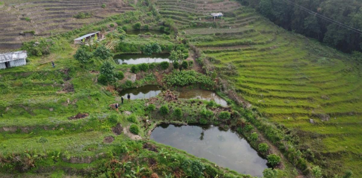 विदेशबाट फर्केर माछापालनमा रमाएका भोजपुरका ‘कमल’