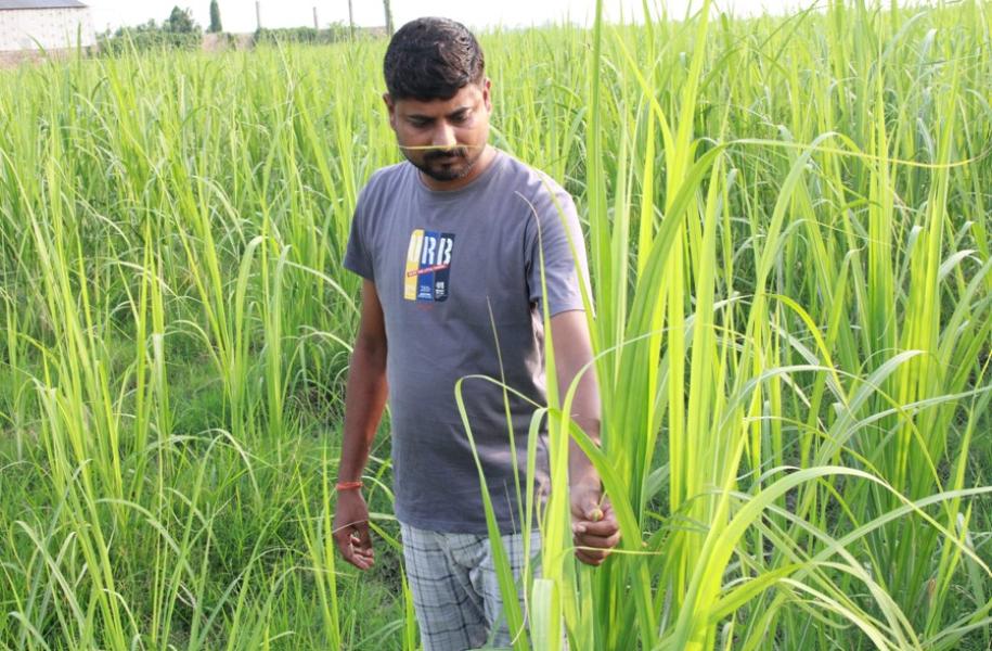 उखुखेतीबाट लाखौँ आम्दानी