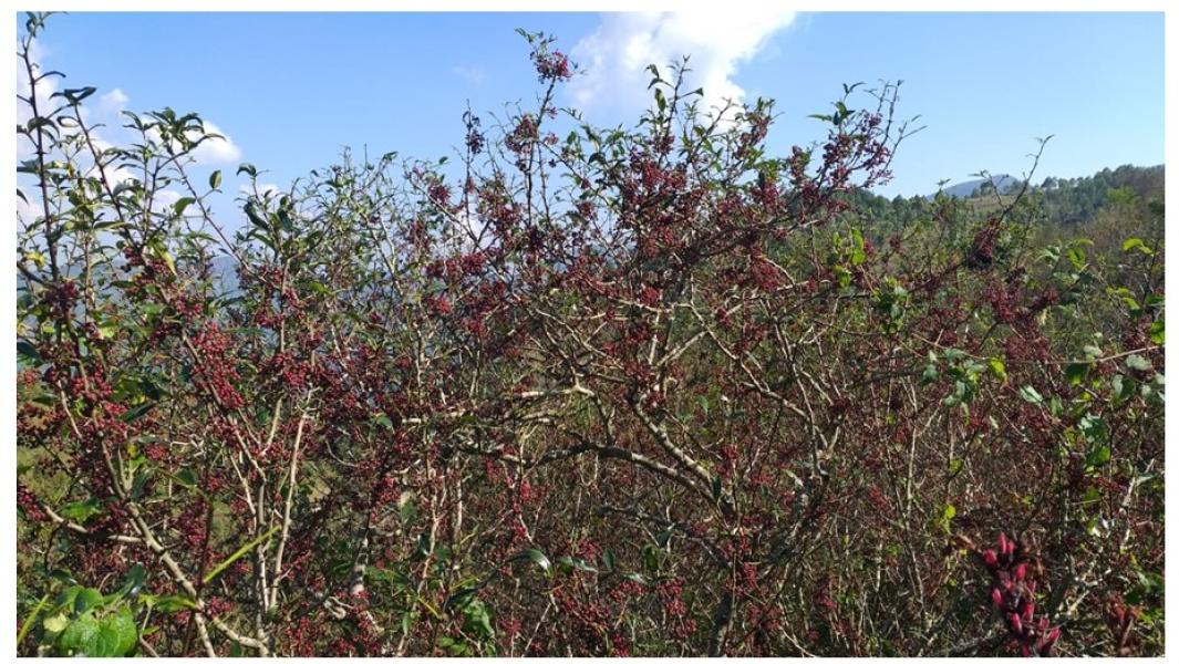 आलेखः कर्णालीको समृद्धिको आधार : जङ्गल र जडीबुटी