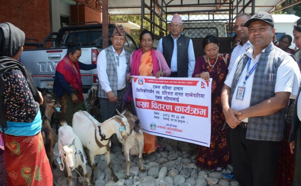 एकल महिलालाई ७५ प्रतिशत अनुदानमा बाख्रा