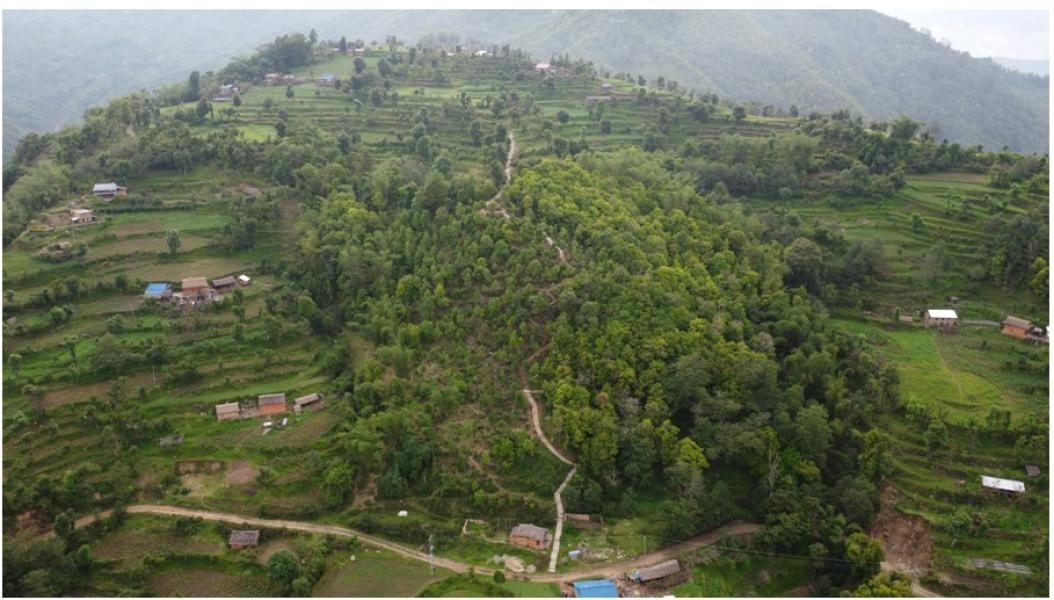 भोजपुरको वाक्चाखामा ‘जाल्पादेवी गुराँस पदमार्ग’ निर्माण