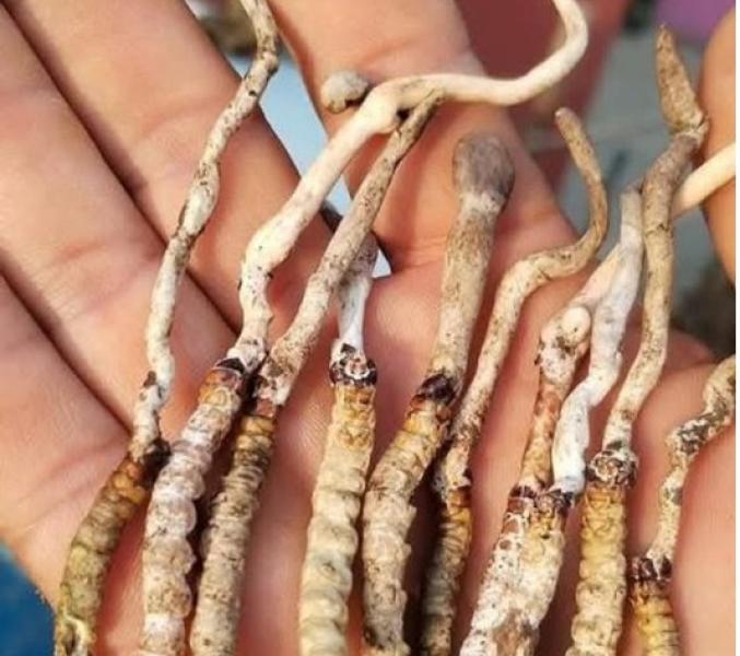 पाल्पाको रिमिघा लेकमा यार्सागुम्बा फेला