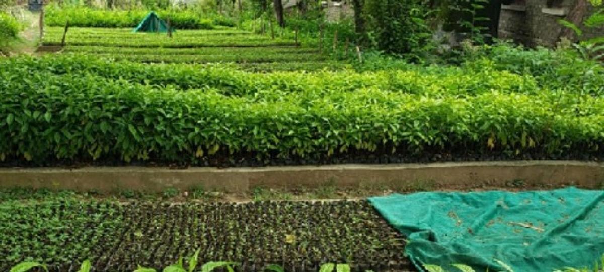 तीन लाख किम्बुका बेर्ना बिक्रि गर्दै व्यवसायायिक किट फर्म